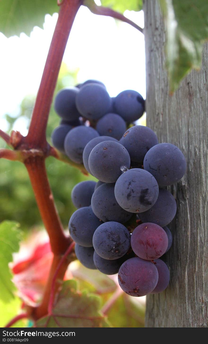 Ripe Pinot Noir grapes ready for harvest. Ripe Pinot Noir grapes ready for harvest