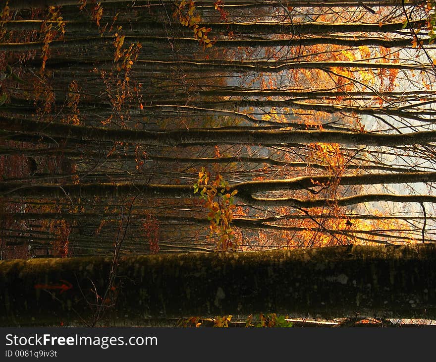 Autumn at Dusk with Trees