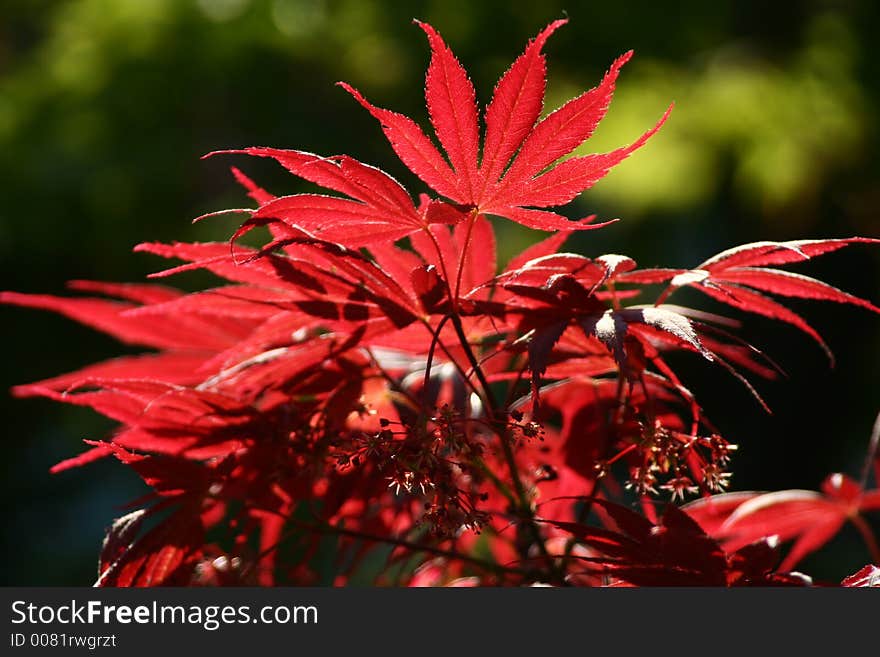 Autumn Leaves with greenish background