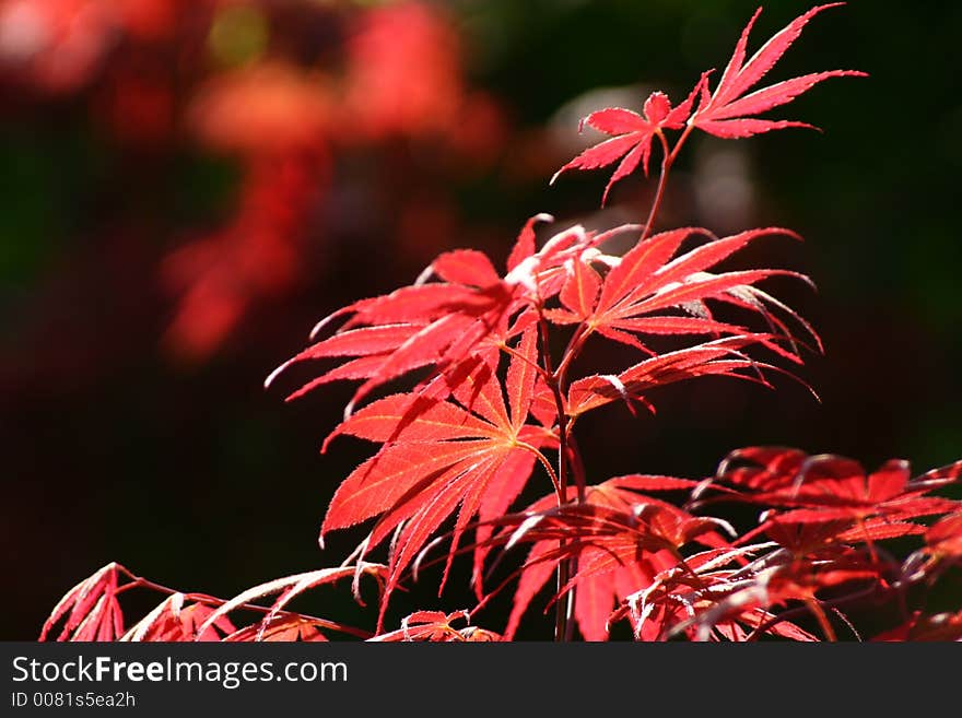 Autumn Leaves