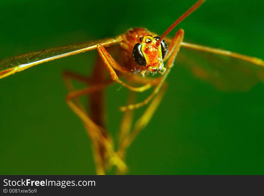 Insect in flight