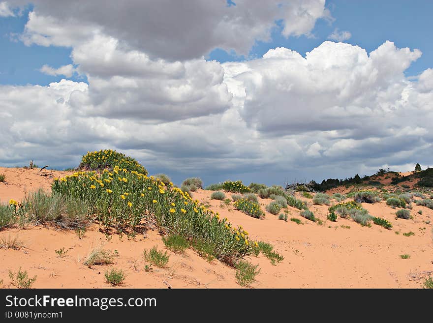 Coral Pink Sand Dunes