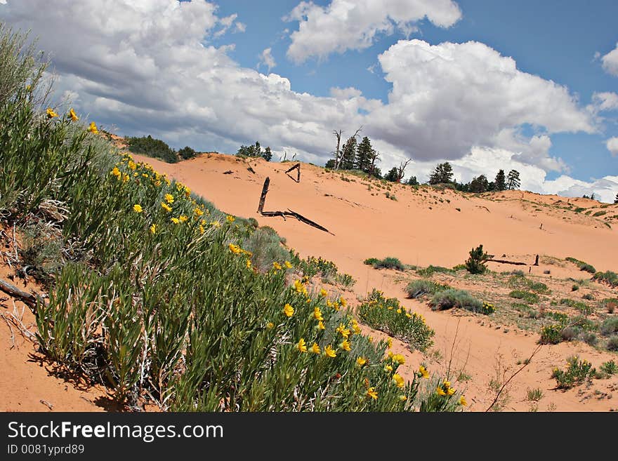 Coral pink sand dunes