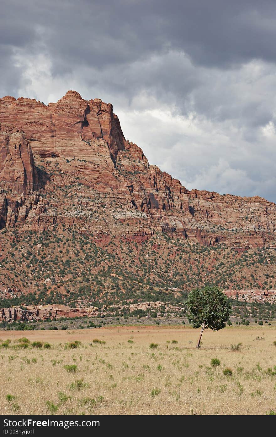 Lonely desert tree in a cloudy day. Lonely desert tree in a cloudy day