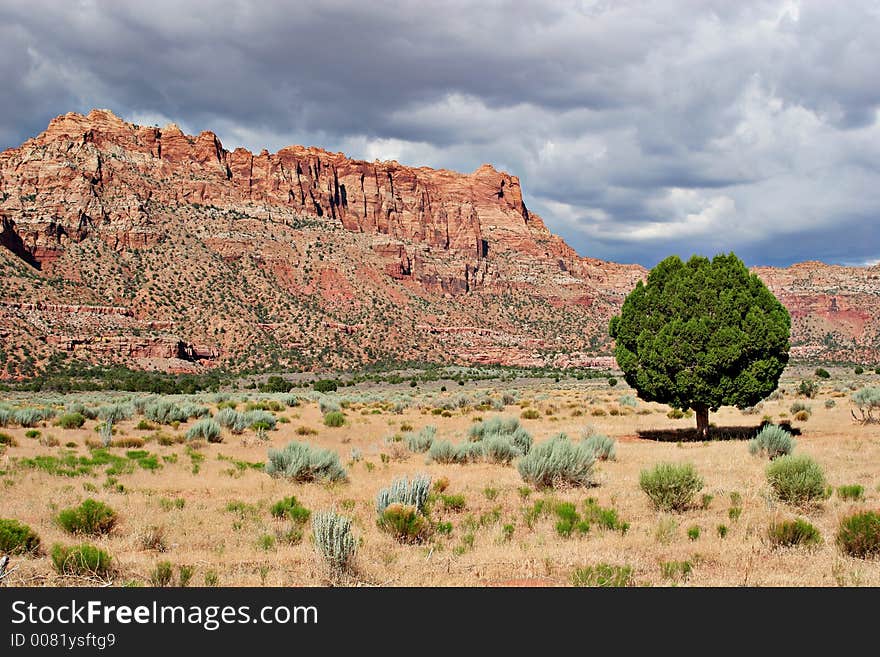 Lonely tree and red rocks