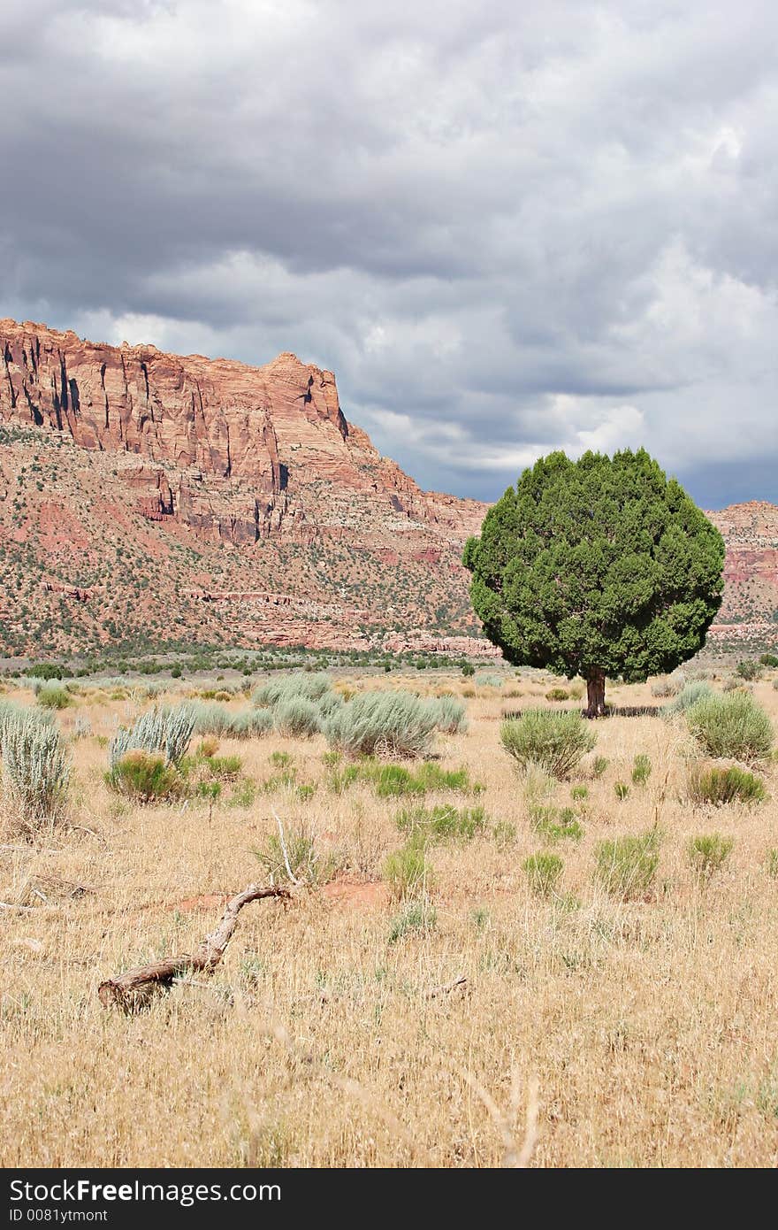 Lonely desert tree in a cloudy day. Lonely desert tree in a cloudy day