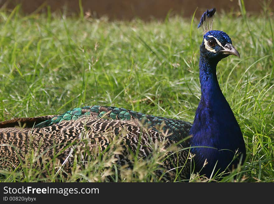 peacock portrait