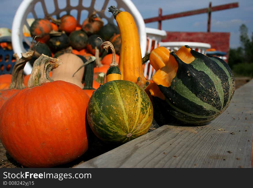 A bushel of pumpkins & gourds. A bushel of pumpkins & gourds