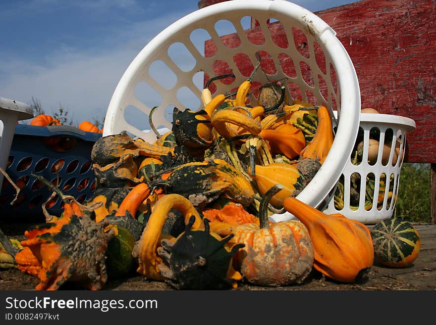 A bushel of pumpkins & gourds (focus on basket). A bushel of pumpkins & gourds (focus on basket)