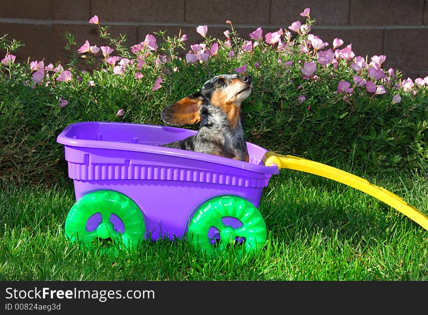 Little Girl Dachshund In The Wagon