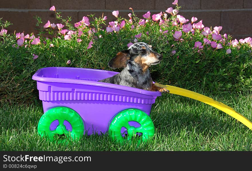 Little Girl Dachshund in the Wagon