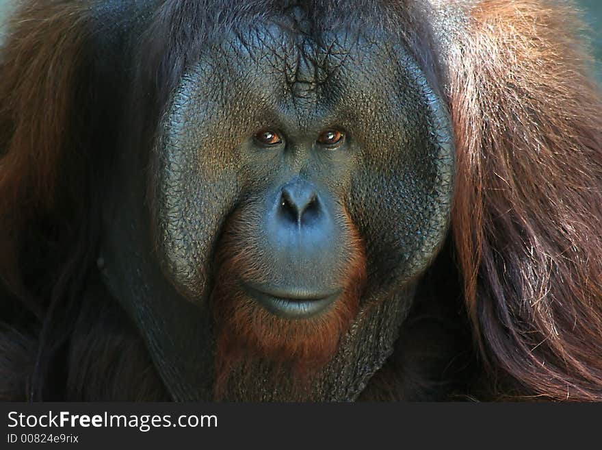 Orangutan portrait