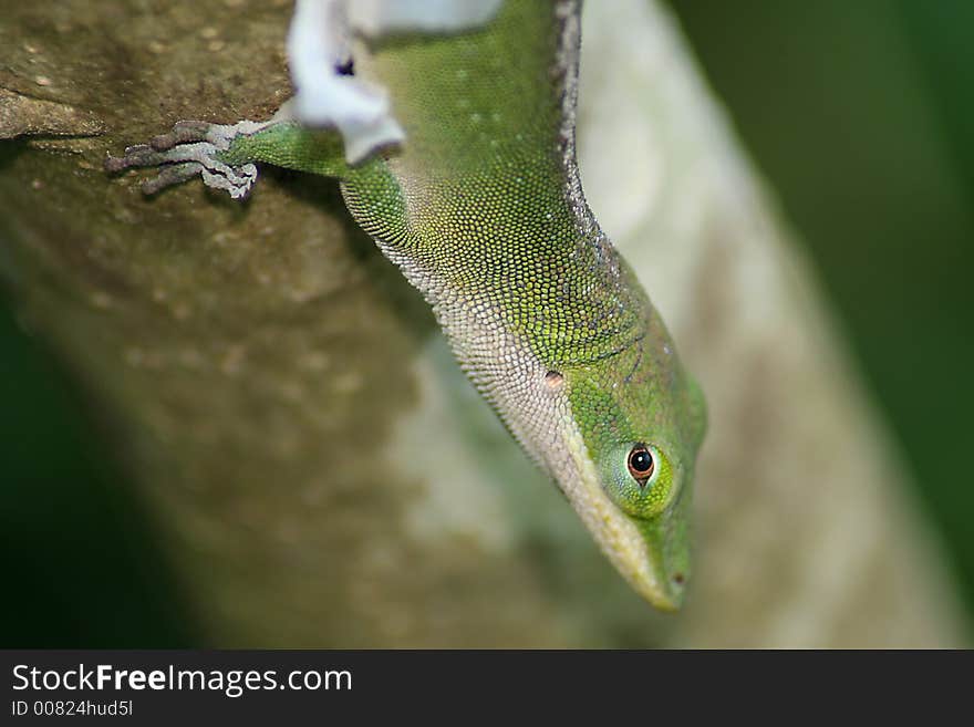 A lizard shedding it's skin, with intense eye contact. A lizard shedding it's skin, with intense eye contact.