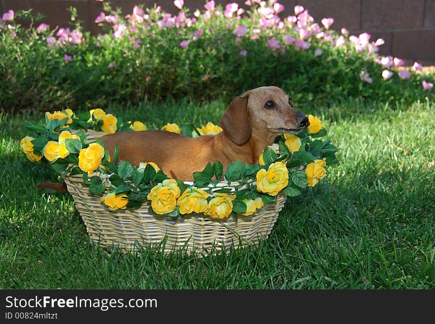 Little Girl Dachshund in a Basket