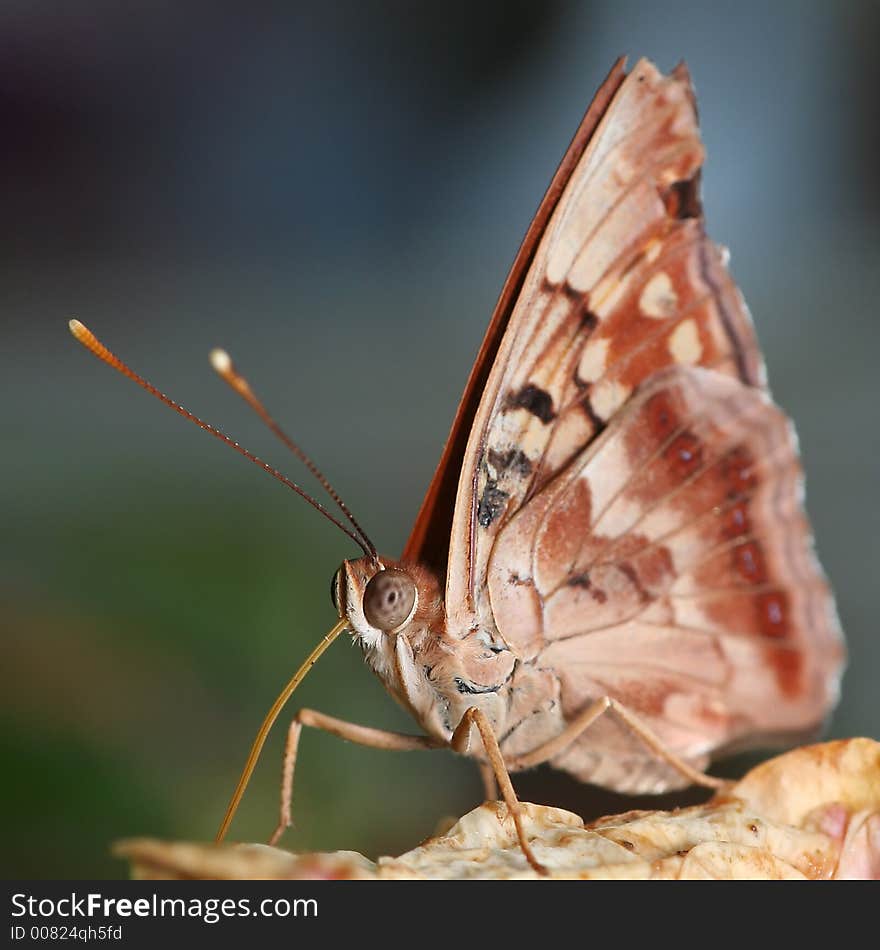 Very close macro of a butterfly. Very close macro of a butterfly