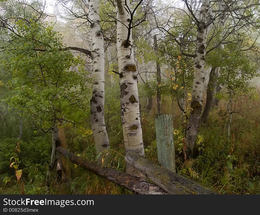 Aspen In Fog