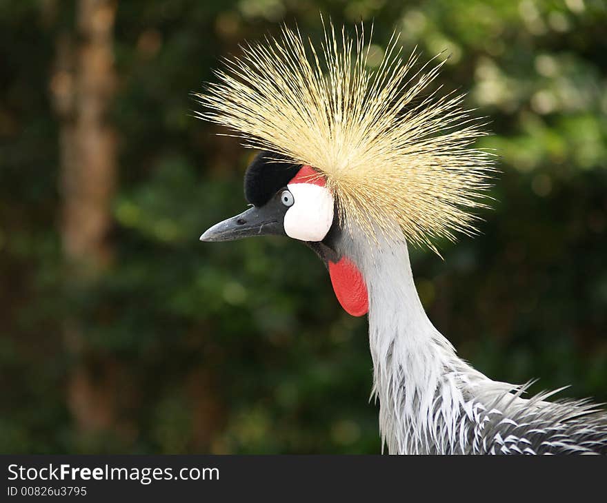 Close-up of African Crowned Crane