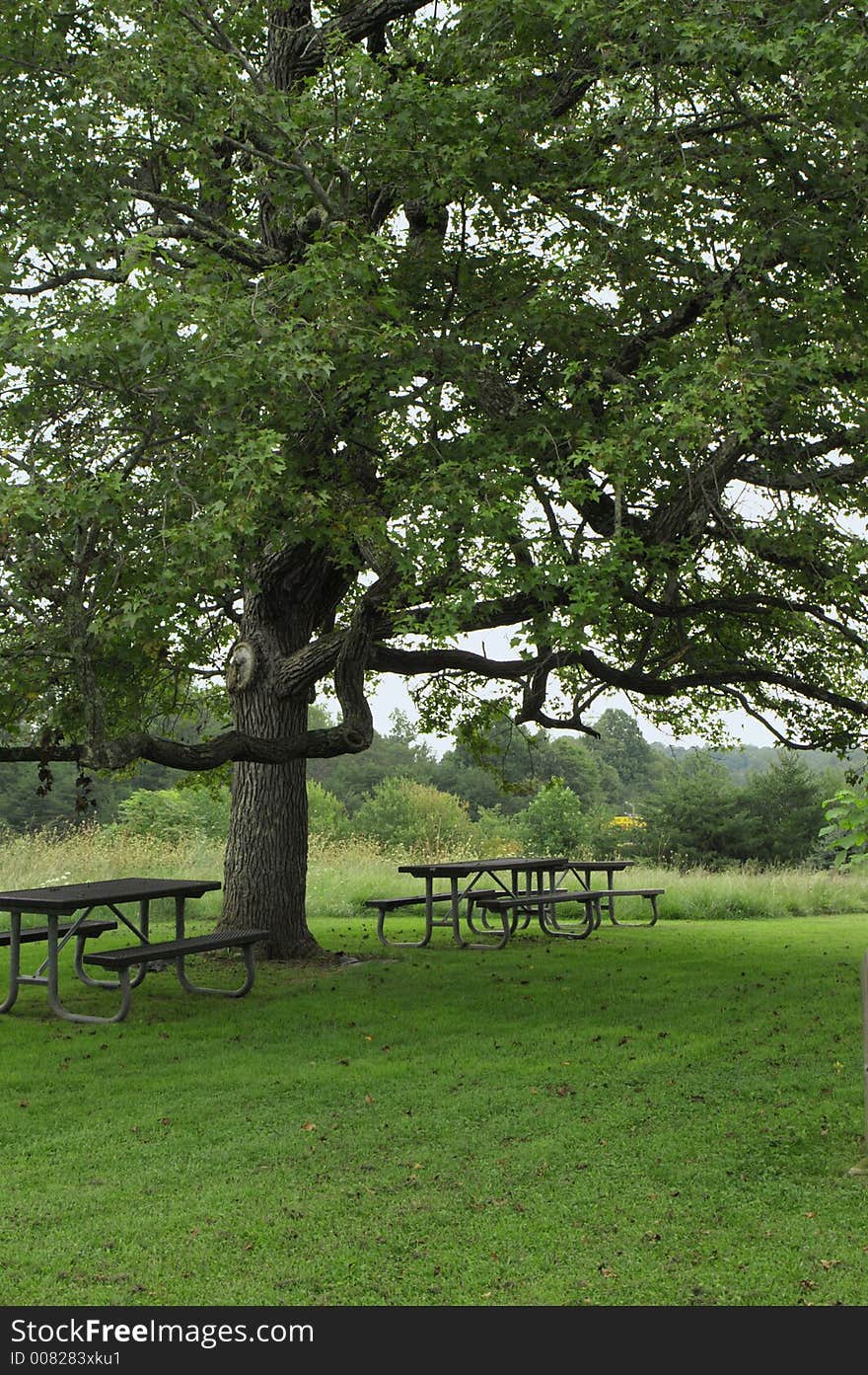 Trees and benches