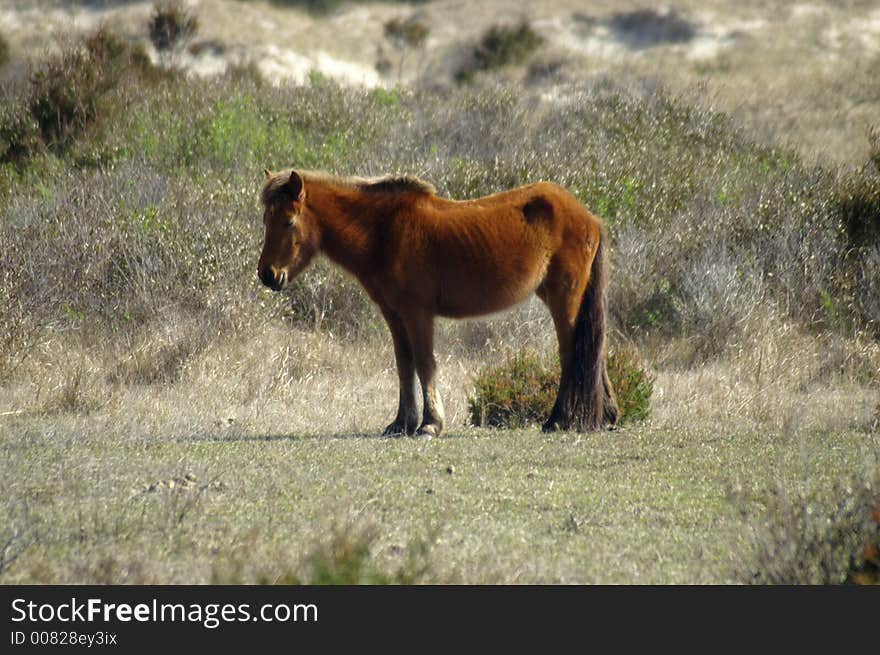 Wild pony on Shackleford Banks, NC. Wild pony on Shackleford Banks, NC