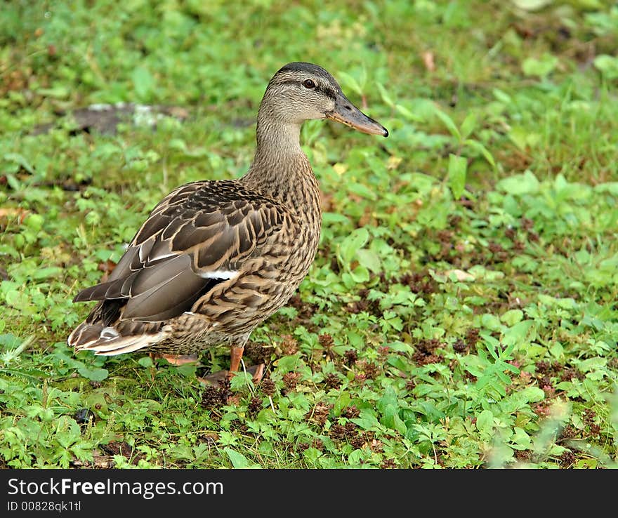 Female wild duck