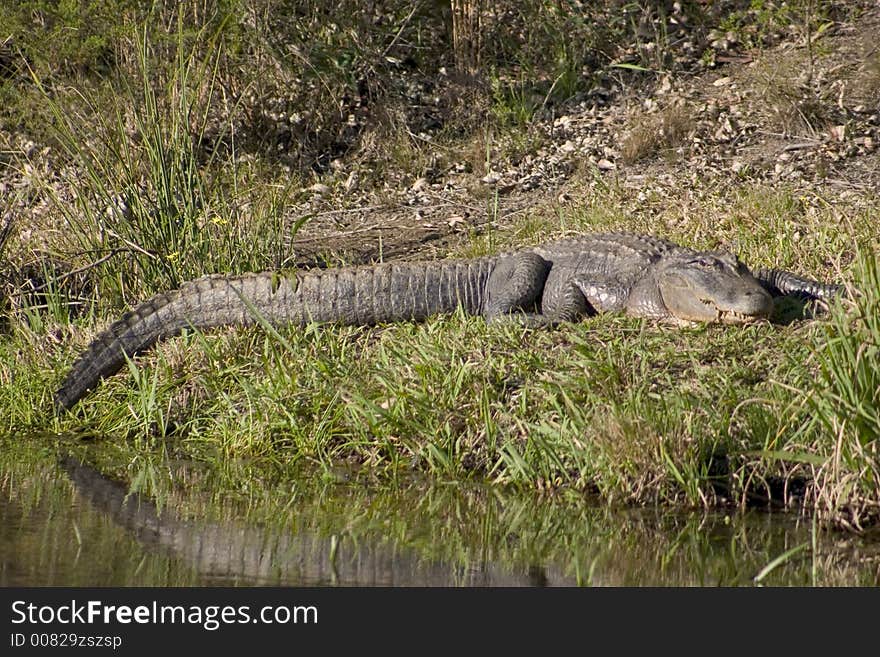 American alligator on thr bank of a river