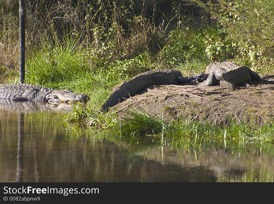 American alligators on the bank of a river