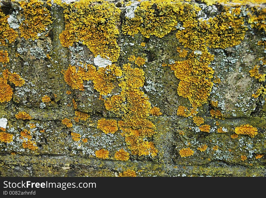 Moss on a church wall in Hollum on the island Ameland in the Northern of Holland