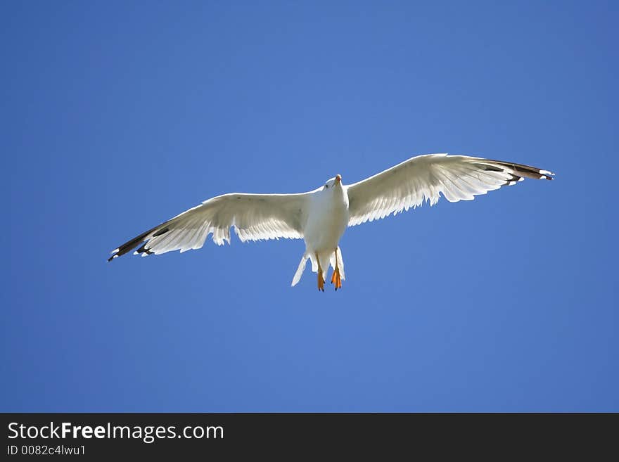 A seagull in flight on a sunny day with a dark blue sky in the background. A seagull in flight on a sunny day with a dark blue sky in the background