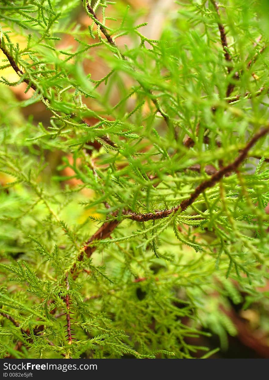 Green of Nature after the rain. Green of Nature after the rain.