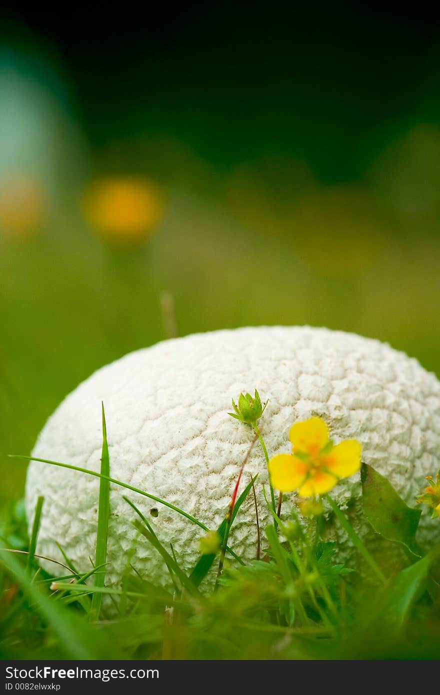 Mushroom on grass