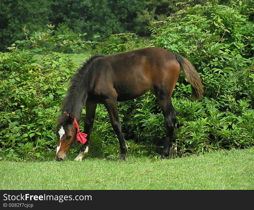 Young horse eating green grass