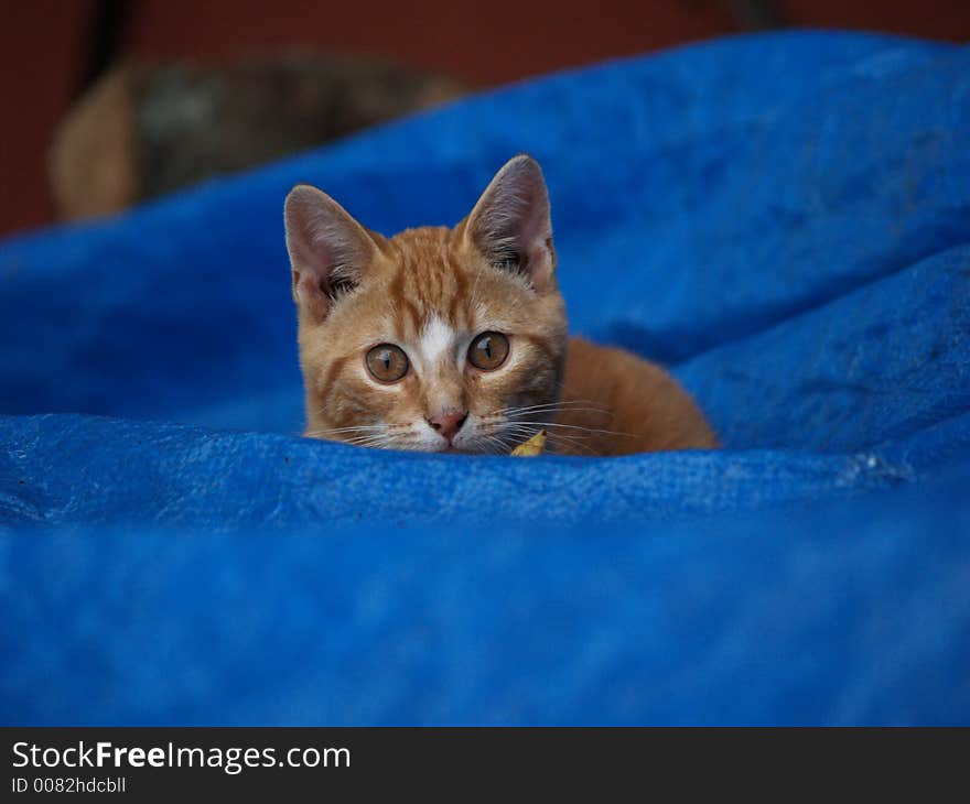 Kitten Peeks over blue