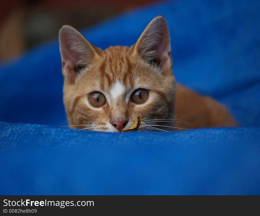 Kitten Peeks over blue