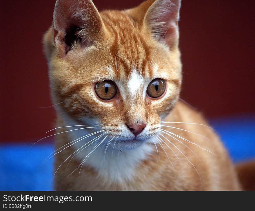 This kitten watches very closely all that is happening around her. This kitten watches very closely all that is happening around her.