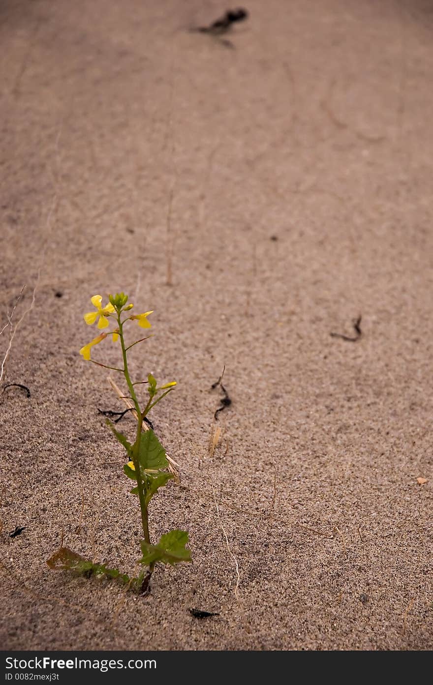 Flower in the sand