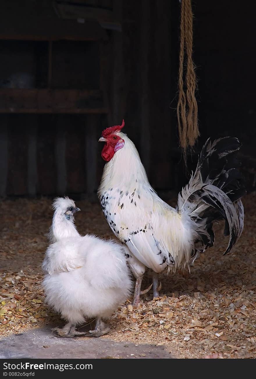 Rooster and baby looking at each other in the barn