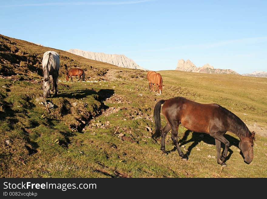 Horses grazing on high pasture in mountain setting