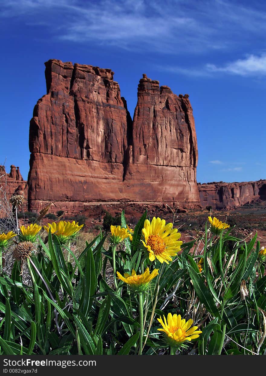 Sunflowers in red rock country, arches utah. Sunflowers in red rock country, arches utah