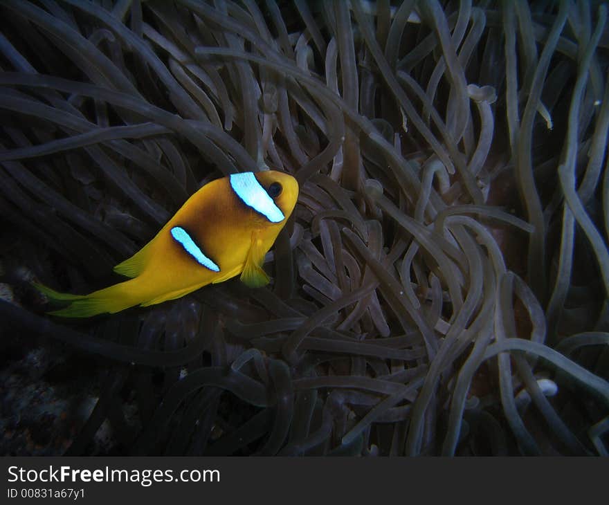 Yellowtail Clownfish among an anemones. Yellowtail Clownfish among an anemones