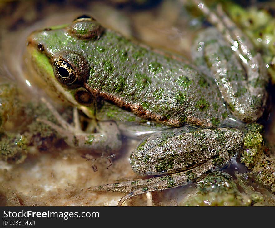 Close-up on a frog in the wild