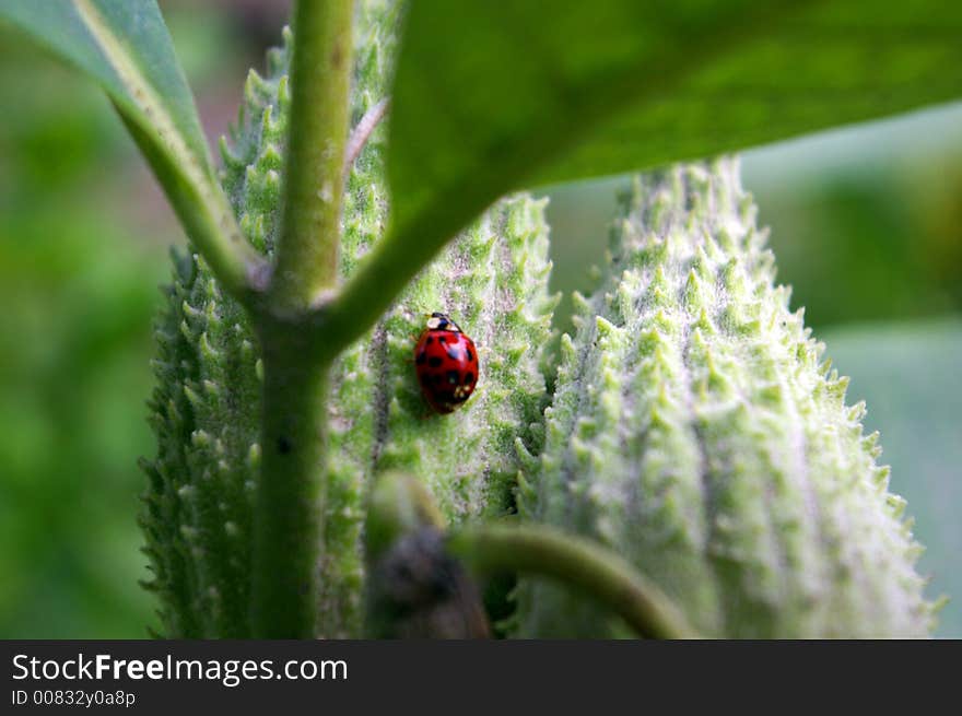 Lady Bug on Pods