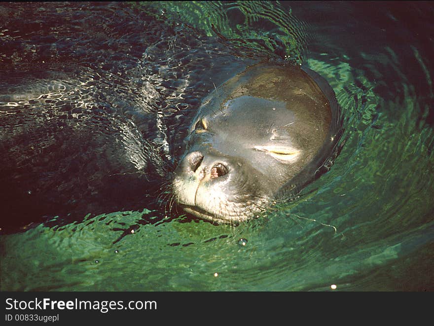 Sea Lion