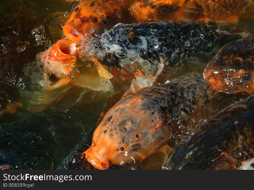 Red fishes very excited eating in water. Red fishes very excited eating in water