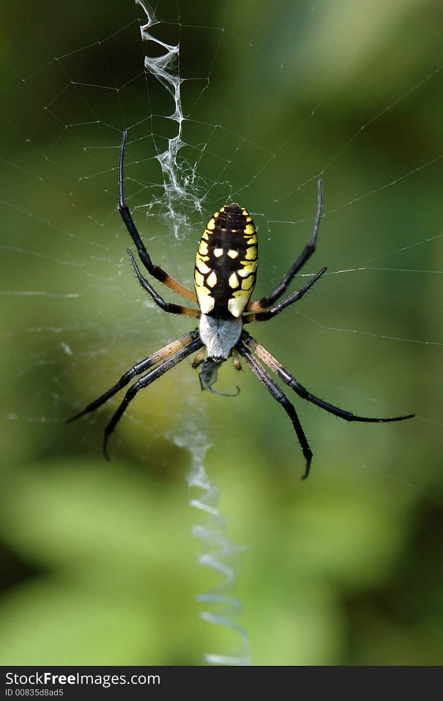 Golden Garden Spider