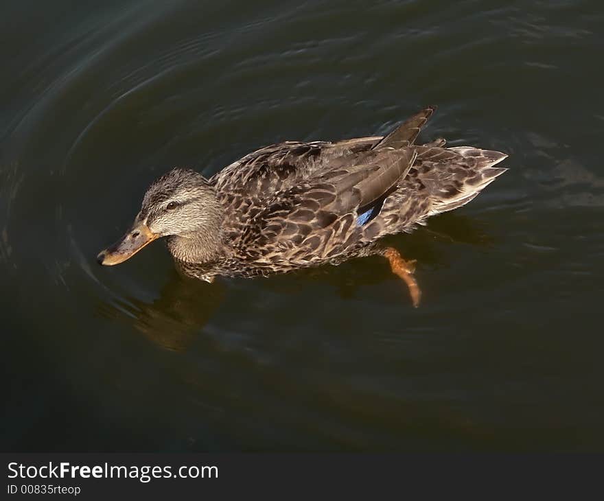 Duck Swimming