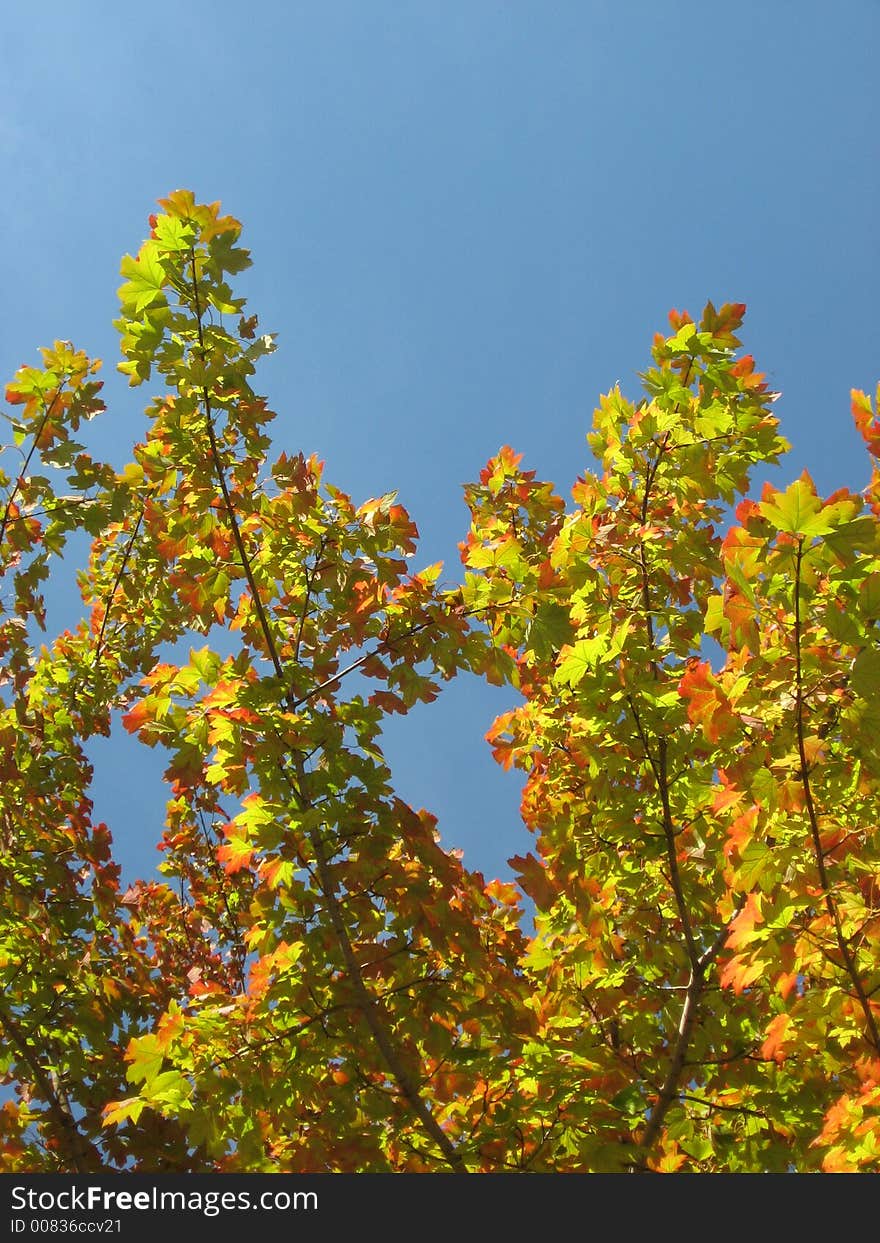 Autumn leaves against a blue sky