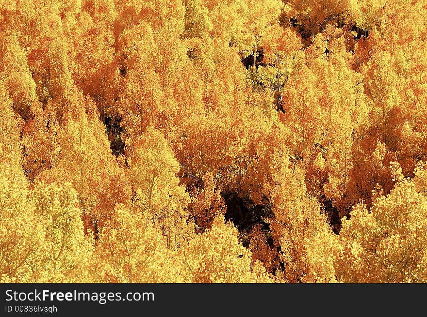 Aspen, Fall Colors 2