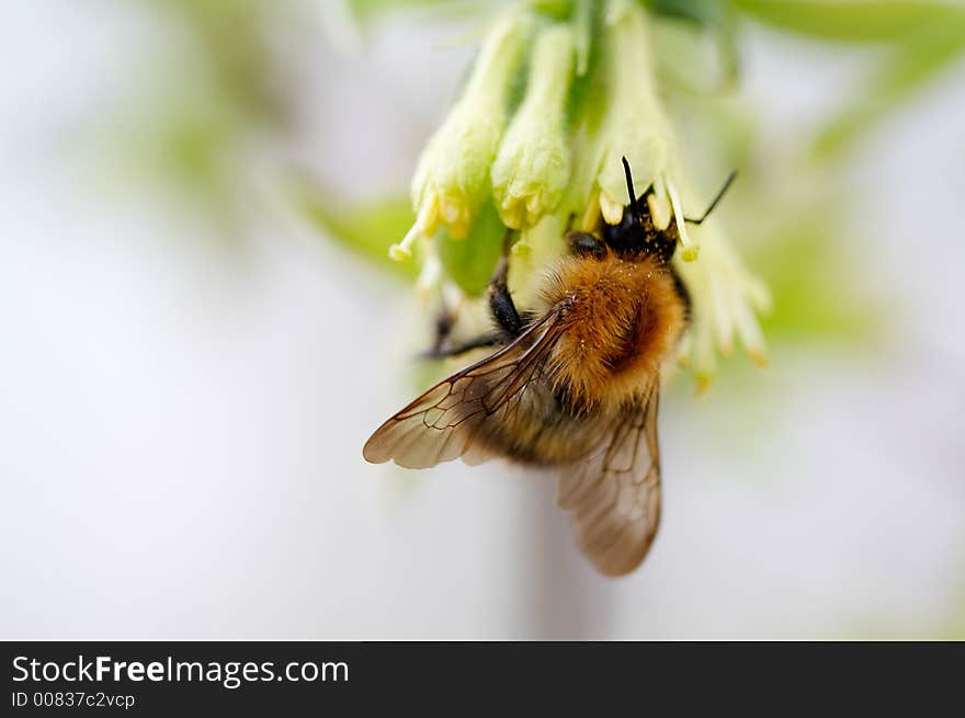 Bumblebee gathering honey on honeysuckle flowers