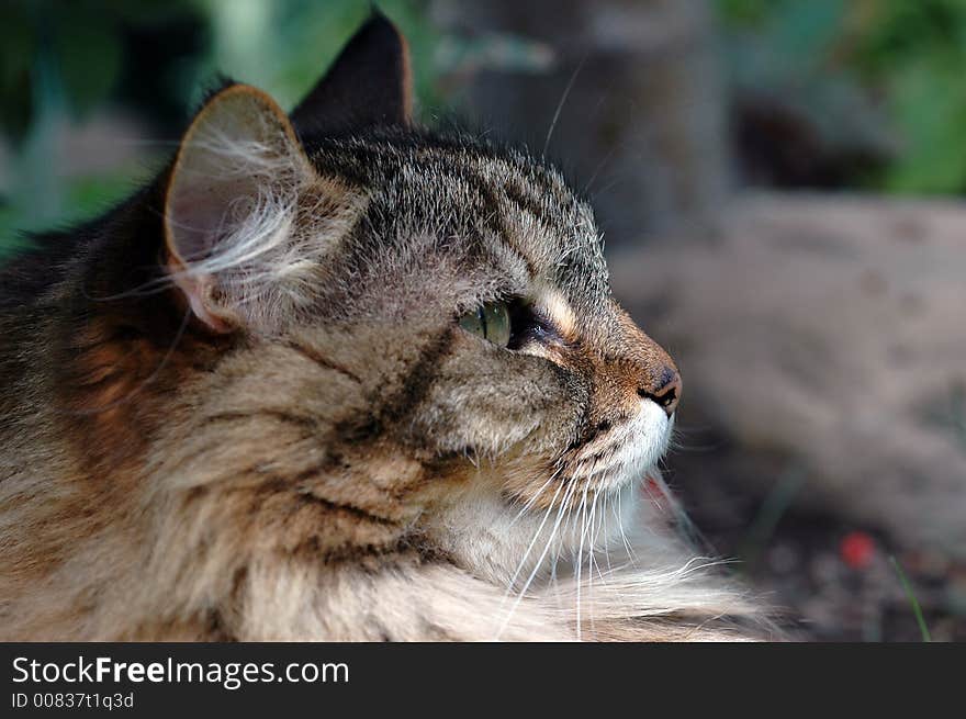 Closeup of the profile of a long-haired brown tabby cat, with a white chin, drowsing outdoors with a blurred garden setting in the background. Closeup of the profile of a long-haired brown tabby cat, with a white chin, drowsing outdoors with a blurred garden setting in the background.