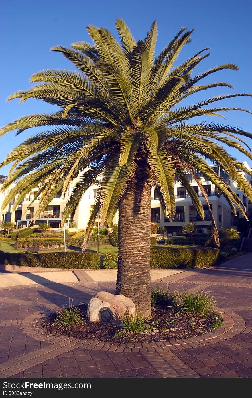 Palm tree in tropical climate